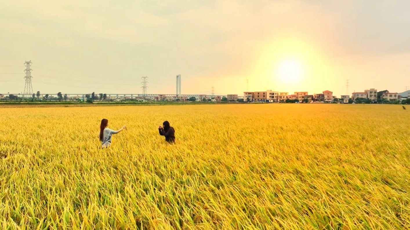 南部新风·坦洲丨稻浪翻滚迎客来 农文旅融合助发展