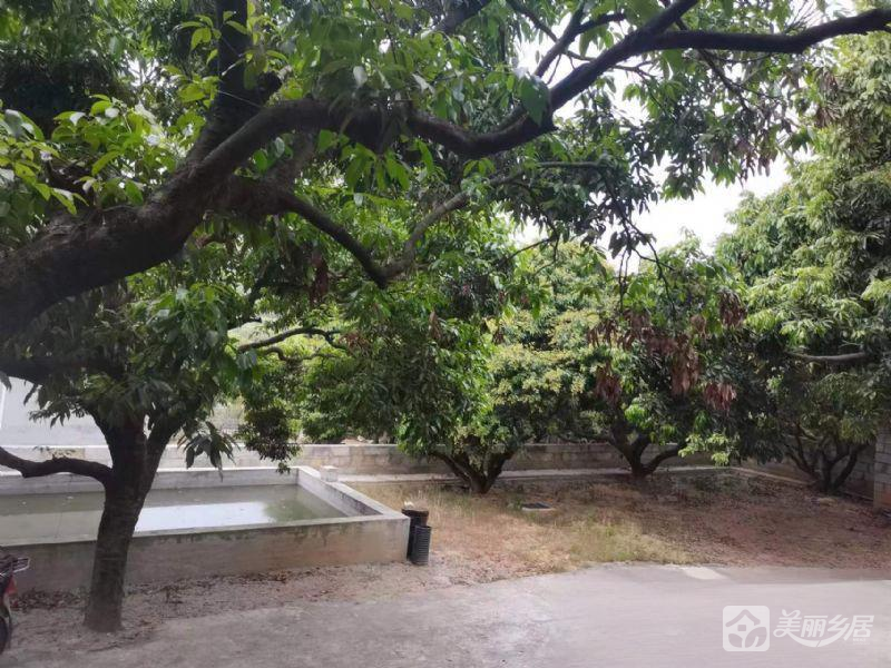 广东东莞厚街农村可居住的果园房子