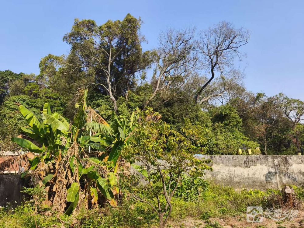 超大院子（乡野旧居，静候新邻）赤坎法治公园旁