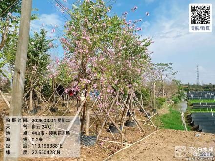 横栏镇五沙村六队调头位2号地（中山市横栏镇五沙股份合作经济联合社（六组））