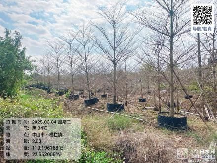 横栏镇五沙村六队调头位2号地（中山市横栏镇五沙股份合作经济联合社（六组））