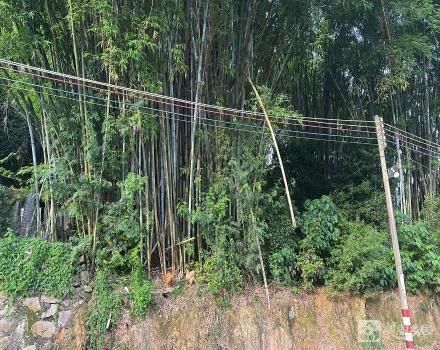 中山市南朗街道白企村田心小组土名“树坑村门荒地”土地（中山市南朗镇白企村田心股份合作经济社）