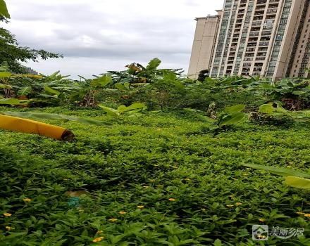 七村界狮北路锦绣阳光花园旁集体土地出租（中山市坦洲镇七村股份合作经济联合社五顷小组）