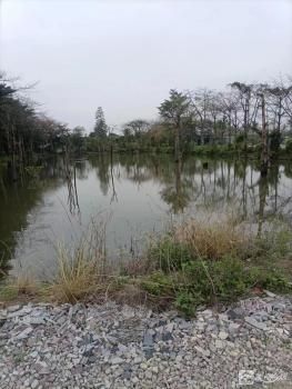 油菜地2号（中山市小榄镇同乐社区同德经济合作社）