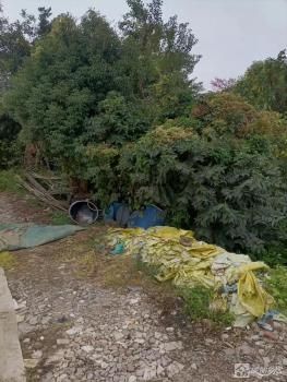 油菜地2号（中山市小榄镇同乐社区同德经济合作社）