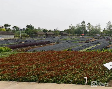 横栏镇三沙村七组沙头花地16号地（中山市横栏镇三沙股份合作经济联合社（七组）））