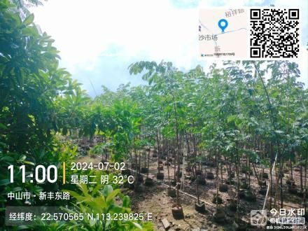 横栏镇裕祥村五队后进围土地（中山市横栏镇裕祥村第五股份合作经济社）