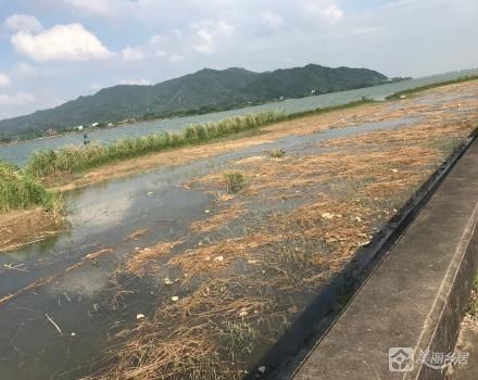 中山市神湾镇海港村大排第四经济合作社下新围渡仔头10亩草滩（中山市神湾镇海港村大排第四经济合作社）