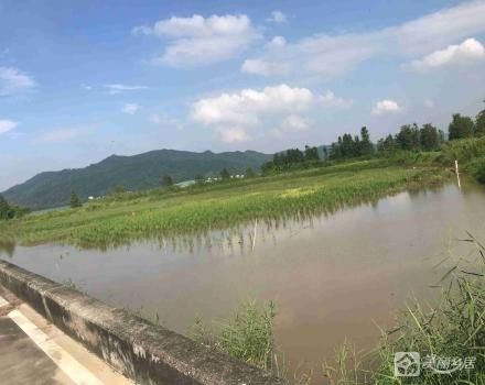 中山市神湾镇海港村大排第四、六、七经济合作社沙头顶20亩草滩（中山市神湾镇海港村大排第四经济合作社）