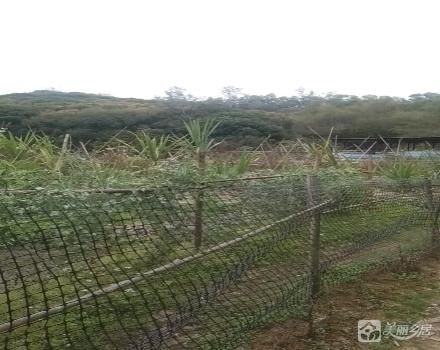 中山市南朗街道白企村筲箕环小组土名“松树窝”土地（中山市南朗镇白企村筲箕环股份合作经济社）