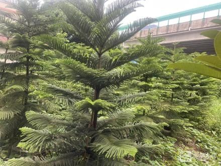 吴林枝屋边地（中山市小榄镇白鲤村第八经济合作社）