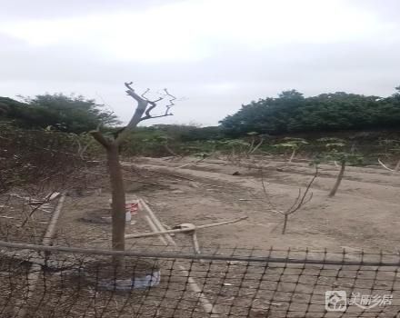 中山市南朗街道白企村筲箕环小组土名“松树窝”土地（中山市南朗镇白企村筲箕环股份合作经济社）
