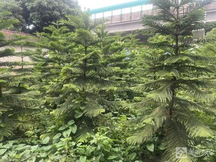 吴林枝屋边地（中山市小榄镇白鲤村第八经济合作社）