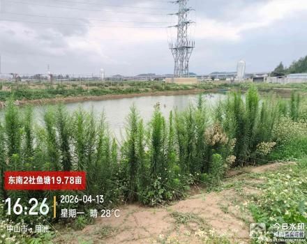 东南2社鱼塘（中山市三角镇东南村东南2社）