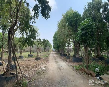 小榄镇坦背村第三经济合作社龙成路段城际轻轨边花地