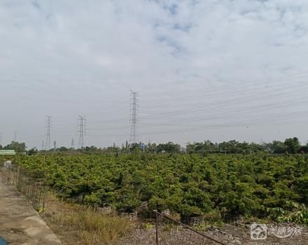 三社1队德星沙二围头尾4土地发包（中山市黄圃镇三社社区第一股份合作经济社）