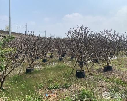 小榄镇坦背村第三经济合作社龙成路段城际轻轨边花地