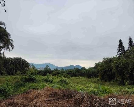 塘敢村里塘村芒果土地（中山市三乡镇塘敢村里塘股份合作经济社）