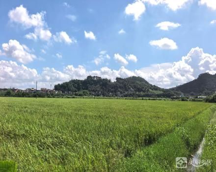 管头围禾田191.52亩（中山市大涌镇叠石村股份合作经济联合社）