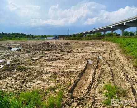 三顷西种植地21.56亩（中山市大涌镇叠石村股份合作经济联合社）