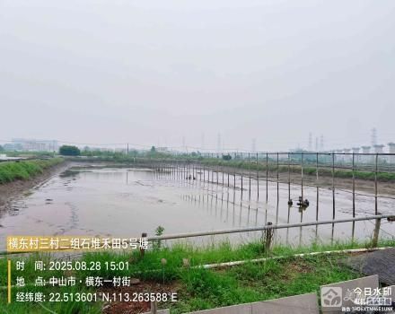 横栏镇横东村三村二组石堆禾田5号塘（中山市横栏镇横东股份合作经济联合社）