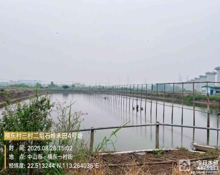 横栏镇横东村三村二组石堆禾田4号塘（中山市横栏镇横东股份合作经济联合社）