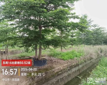 东南16社土地（中山市三角镇东南村东南16社）