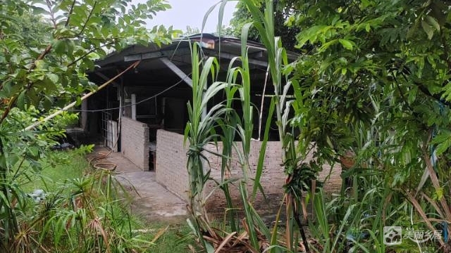 东凤西罟现成种植农场整场转让，接手即收成