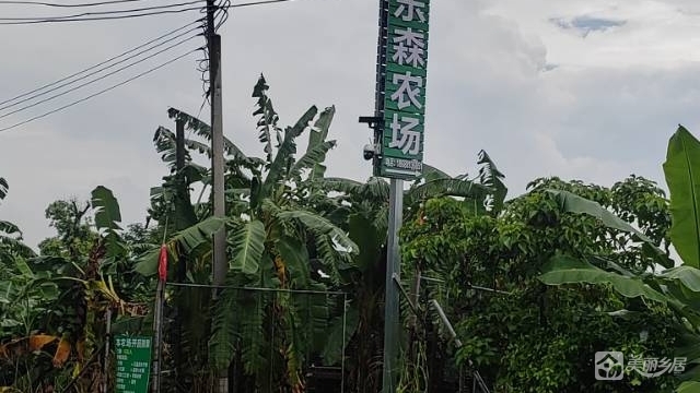 东凤西罟现成种植农场整场转让，接手即收成