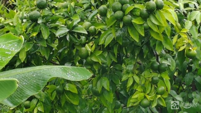 东凤西罟现成种植农场整场转让，接手即收成