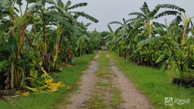 东凤西罟现成种植农场整场转让，接手即收成