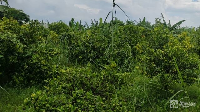东凤西罟现成种植农场整场转让，接手即收成