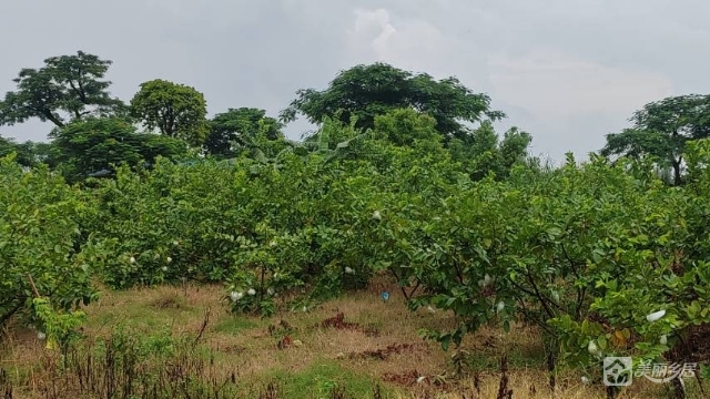 东凤西罟现成种植农场整场转让，接手即收成