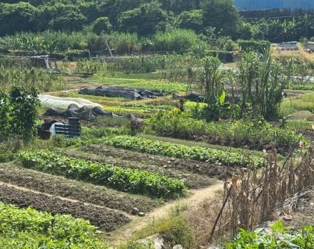 三社2队南坑菜地土地（中山市黄圃镇三社社区第二股份合作经济社）