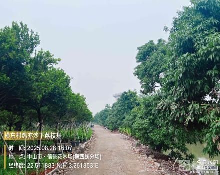 横栏镇横东村三村一组鸡亦沙下荔枝基（中山市横栏镇横东股份合作经济联合社（原三村一组））