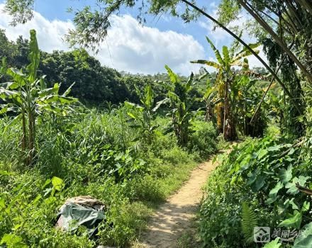 中山市南朗街道白企村元墩小组土名“松树窝”土地（中山市南朗街道白企村元墩股份合作经济社）