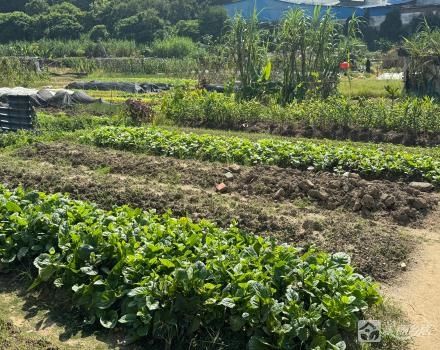 三社2队南坑菜地土地（中山市黄圃镇三社社区第二股份合作经济社）