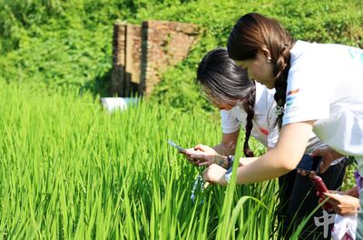 高校赋能!中山横栏稻田喷施“黑科技”,实现一块田“两重天” 高校赋能!中山横栏稻田喷施“黑科技”,实现一块田“两重天”