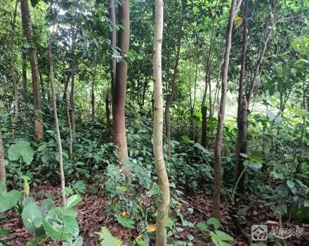 中山市南朗街道白企村瓦屋小组土名“石角”土地（中山市南朗街道白企村瓦屋股份合作经济）